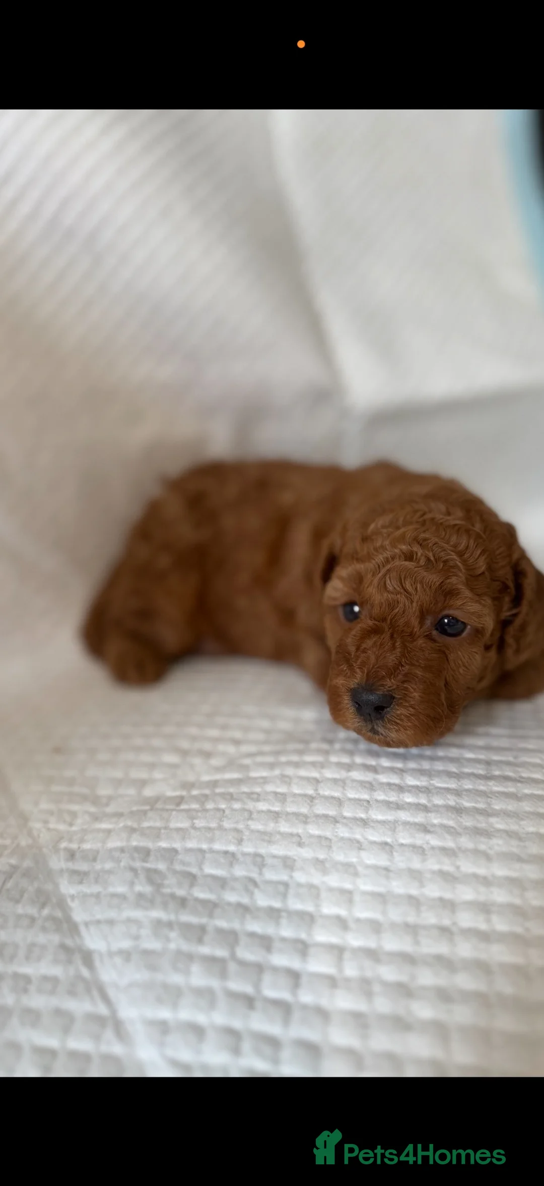 Miniature Poodle dogs for sale: Kc registered red minature puppy’s  - Advert 9
