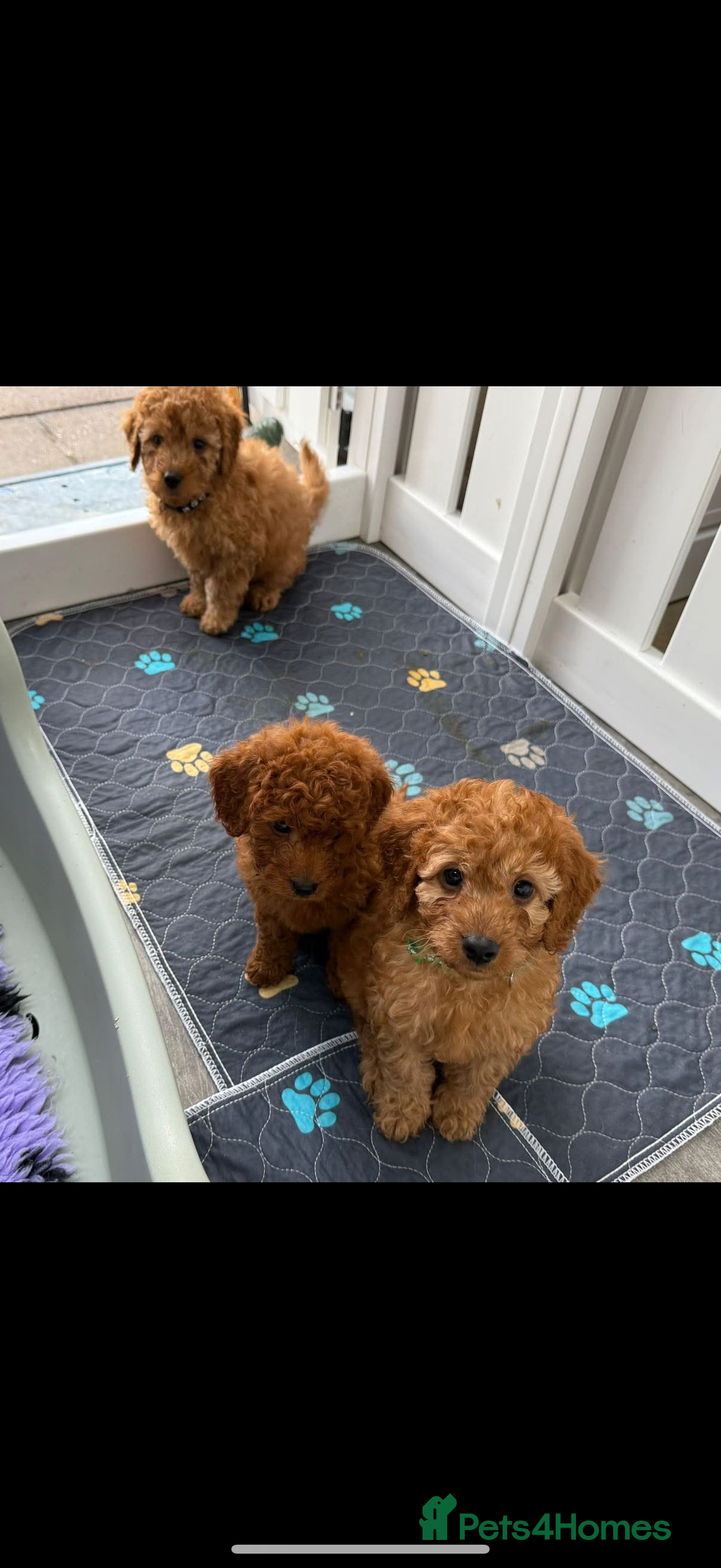 Cavapoo dogs for sale: Beautiful Cavapoo from DNA health tested parents  - Image 4