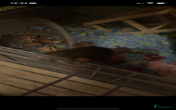 Rat rodents for sale: 2 female rats  - Advert 2