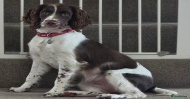 English Springer Spaniel dogs - Advert 5