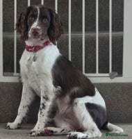 English Springer Spaniel dogs - Advert 7
