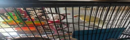 Ringnecks birds for sale: pair Hen+cock Ringnecks in Southampton - Advert 3