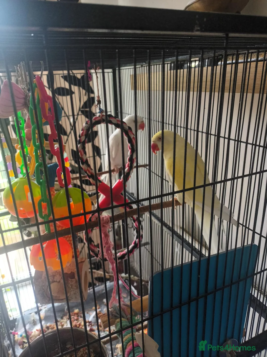Ringnecks birds for sale: pair Hen+cock Ringnecks in Southampton - Advert 3