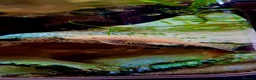 Plecos fish for sale: Potential Breeding colony of albino bristlenose - Advert 5