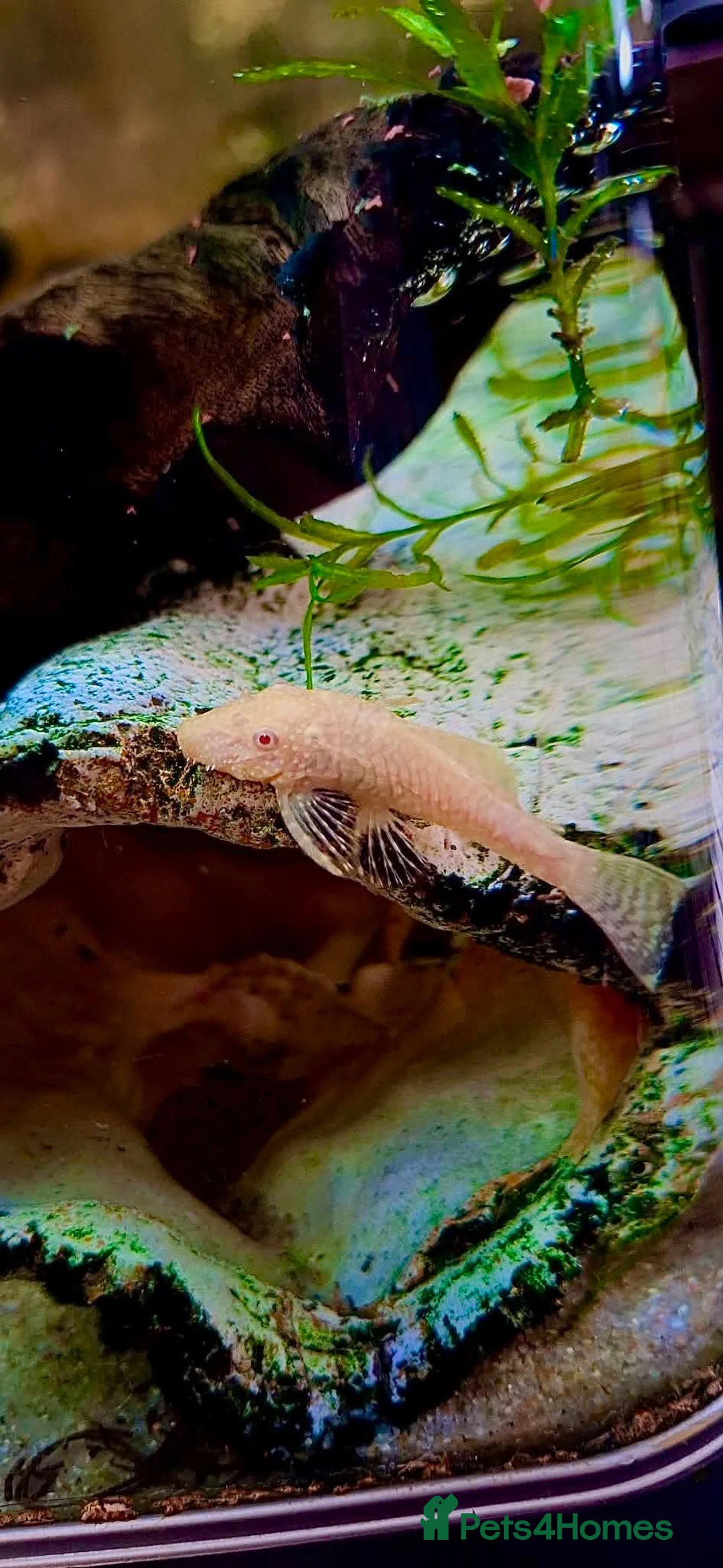 Plecos fish for sale: Potential Breeding colony of albino bristlenose - Advert 5