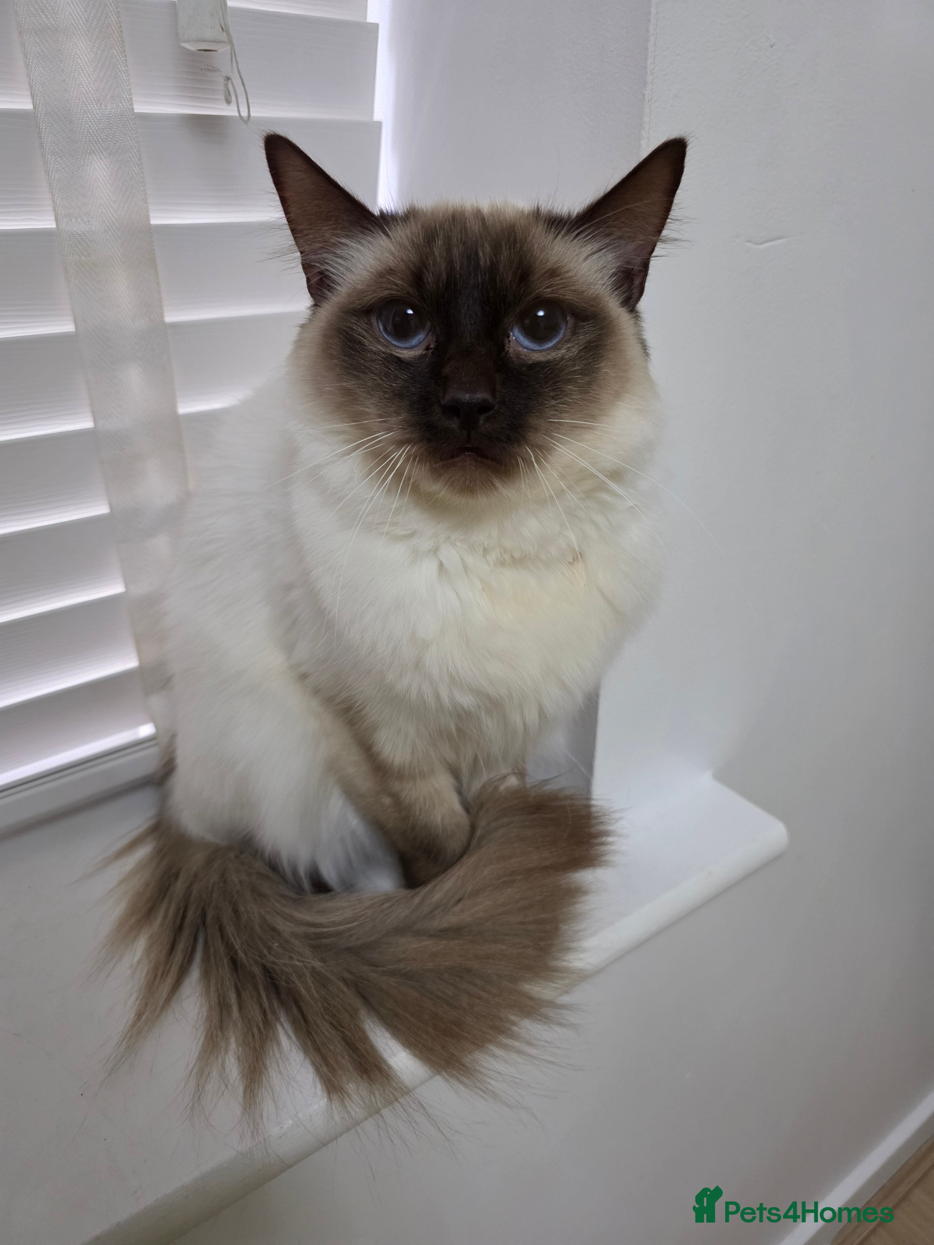 Ragdoll cats Beautiful Ragdoll female  - Advert 7