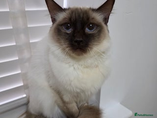 Ragdoll cats Beautiful Ragdoll female - Advert 4