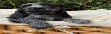 Cocker Spaniel 6
