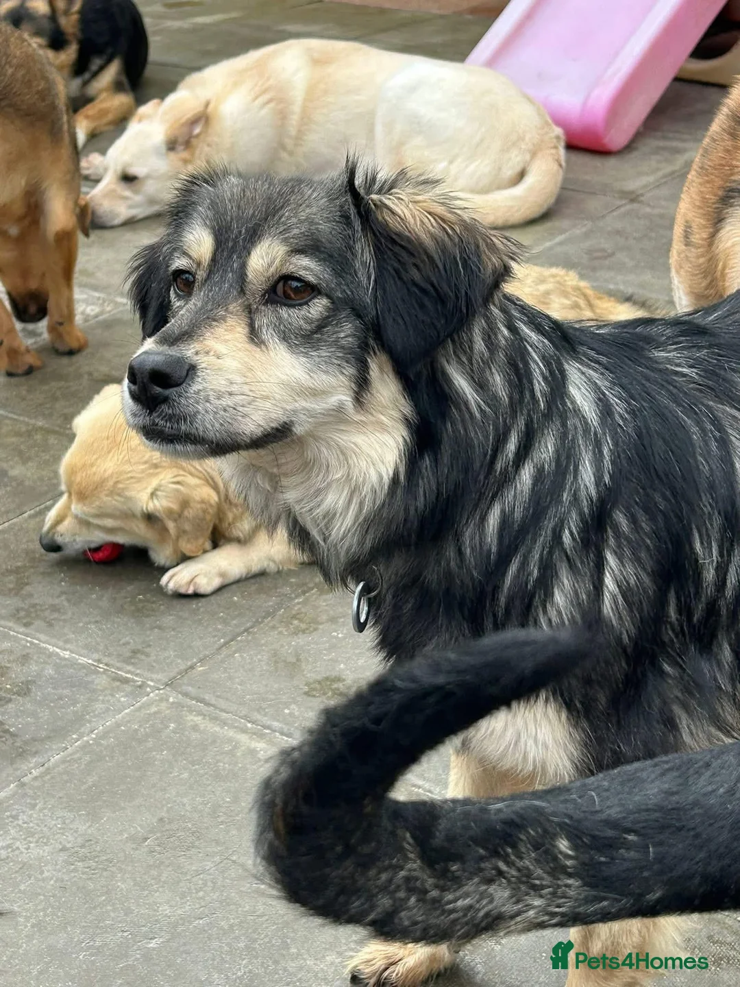 Mixed Breed dogs for adoption: Cherish - Norwich Norfolk  - Advert 20
