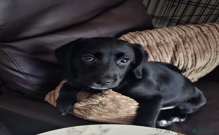 Labrador Retriever dogs - Advert 1