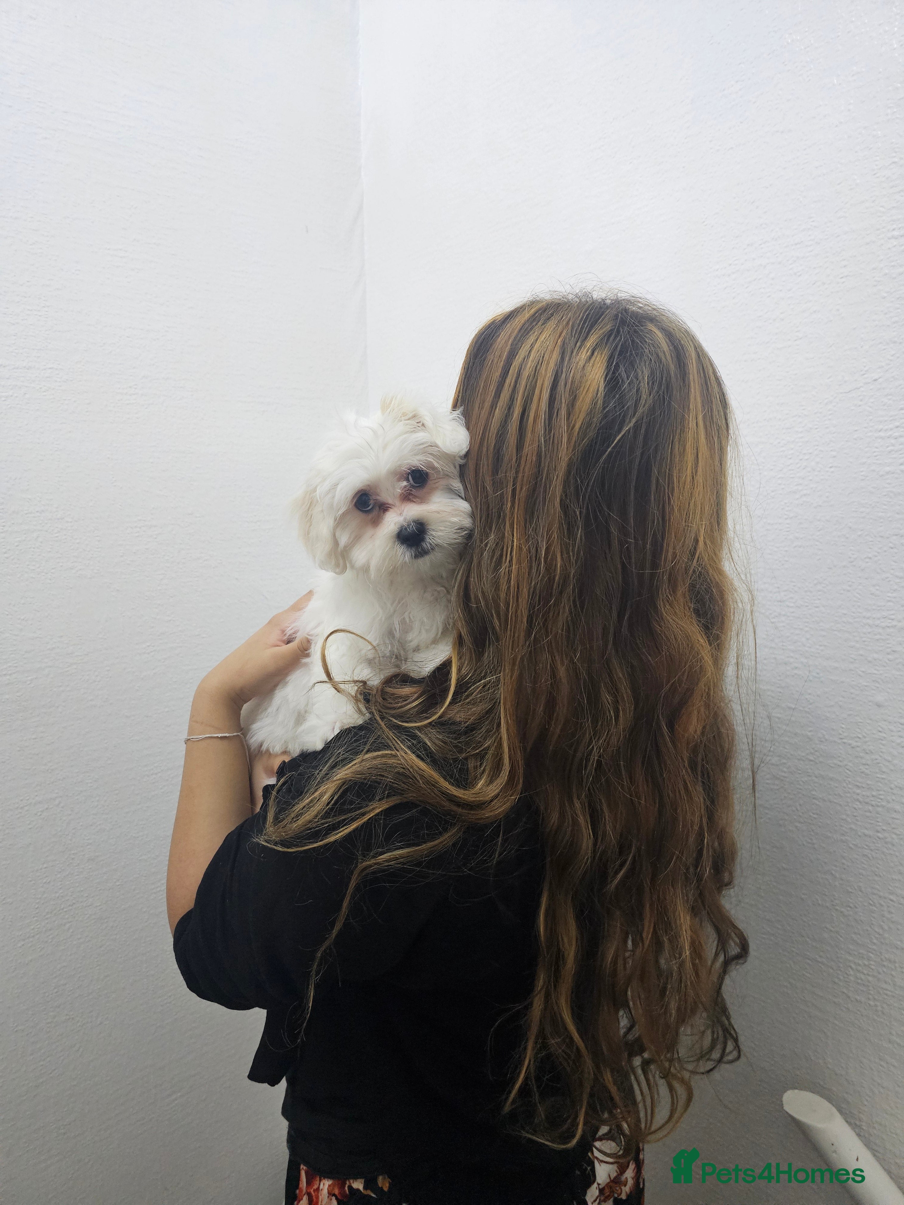 Maltese dogs Purebred Maltese Boy  - Advert 2