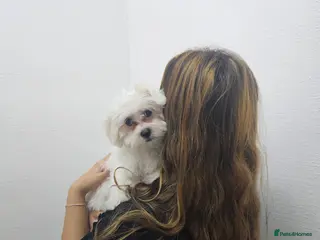 Maltese dogs Purebred Maltese Boy - Advert 2