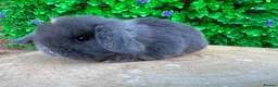 Mini Lop rabbits for sale: Stunning purebred mini lops - Advert 8