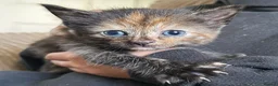 Mixed Breed cats for sale: Gorgeous kittens - Advert 3