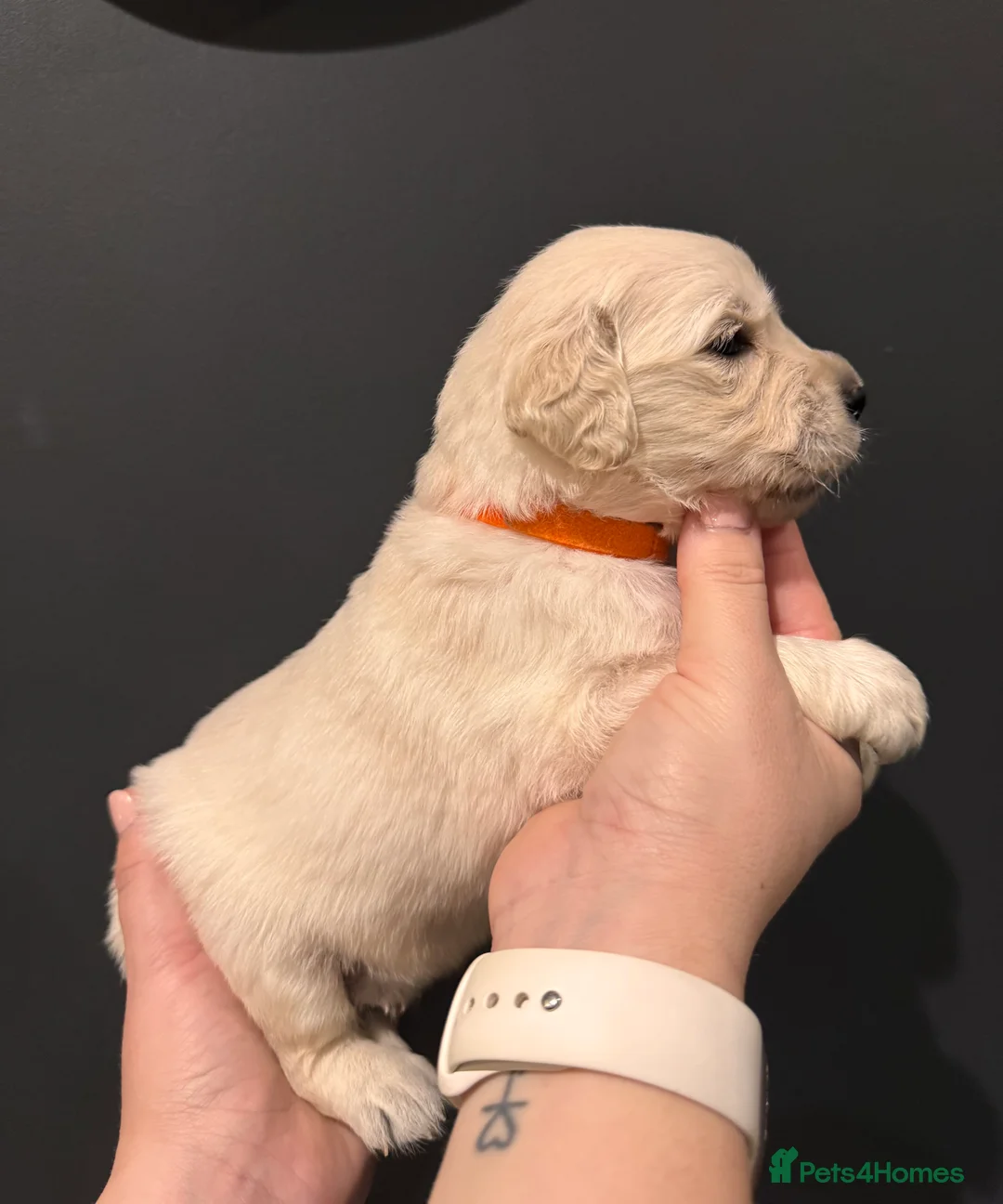 Golden Retriever dogs for sale: Champion line-KC Reg. Golden Retriever Puppies💖💙 - Advert 29