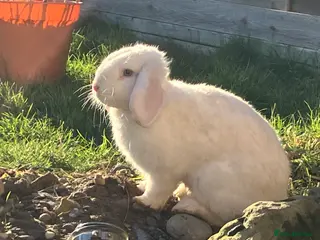 Mixed Breed rabbits 2 Male Lop Rabbits - very friendly - Advert 15