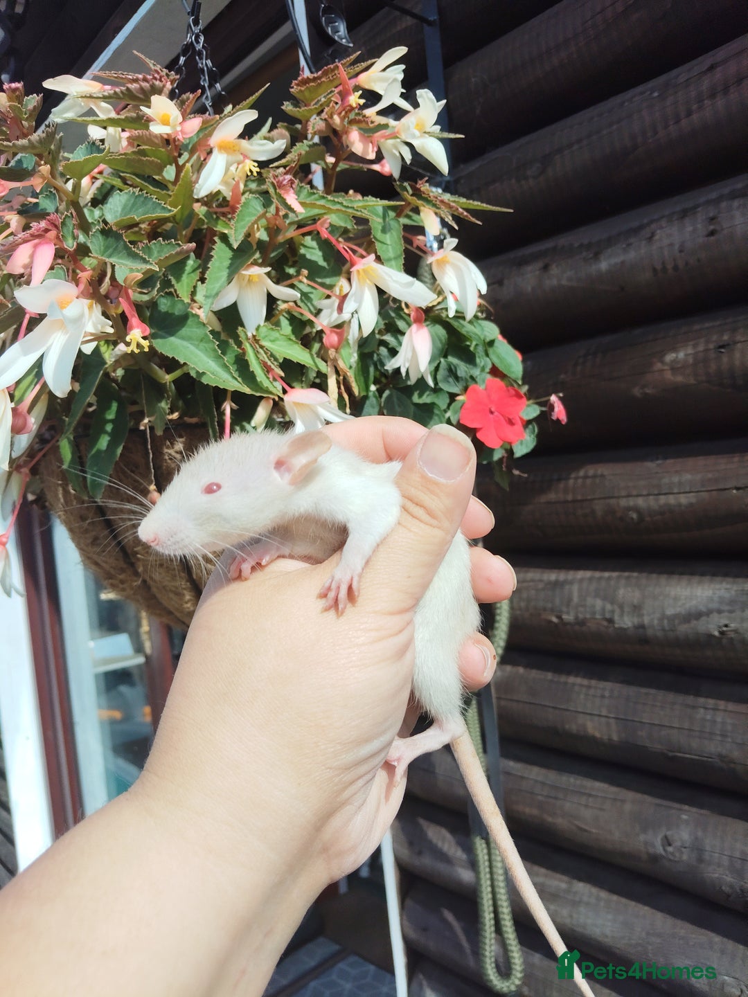 Rat rodents for sale: Beautiful baby rats dumbos smooth and rex  - Image 9
