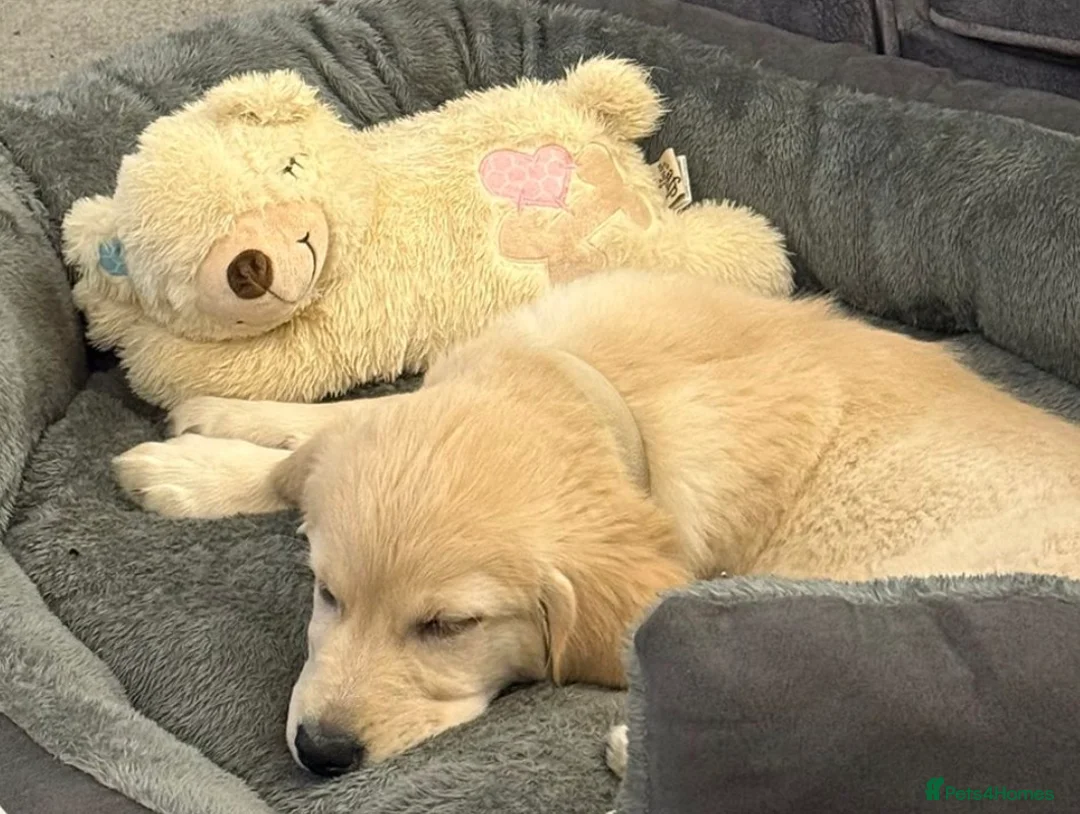 Golden Retriever dogs for sale: Golden retriever girl  - Advert 4