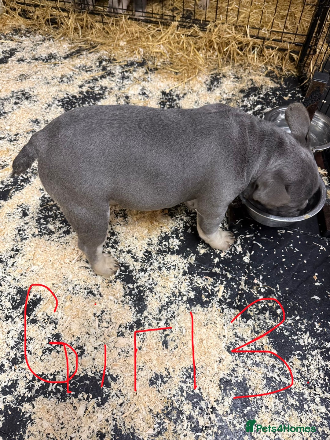 French Bulldog dogs for sale: Reduced French Bulldogs - Advert 14