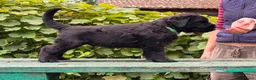 Russian Black Terrier dogs for sale: Black Russian Terrier  - Advert 9