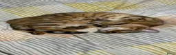 Bengal cats for sale: Cuddly female Bengal in need of home - Advert 7