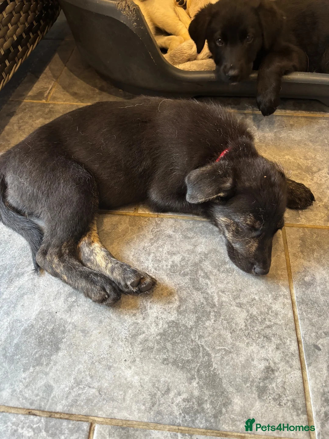 Sheprador dogs for sale:  Cute playful Sheprador puppies  - Advert 2