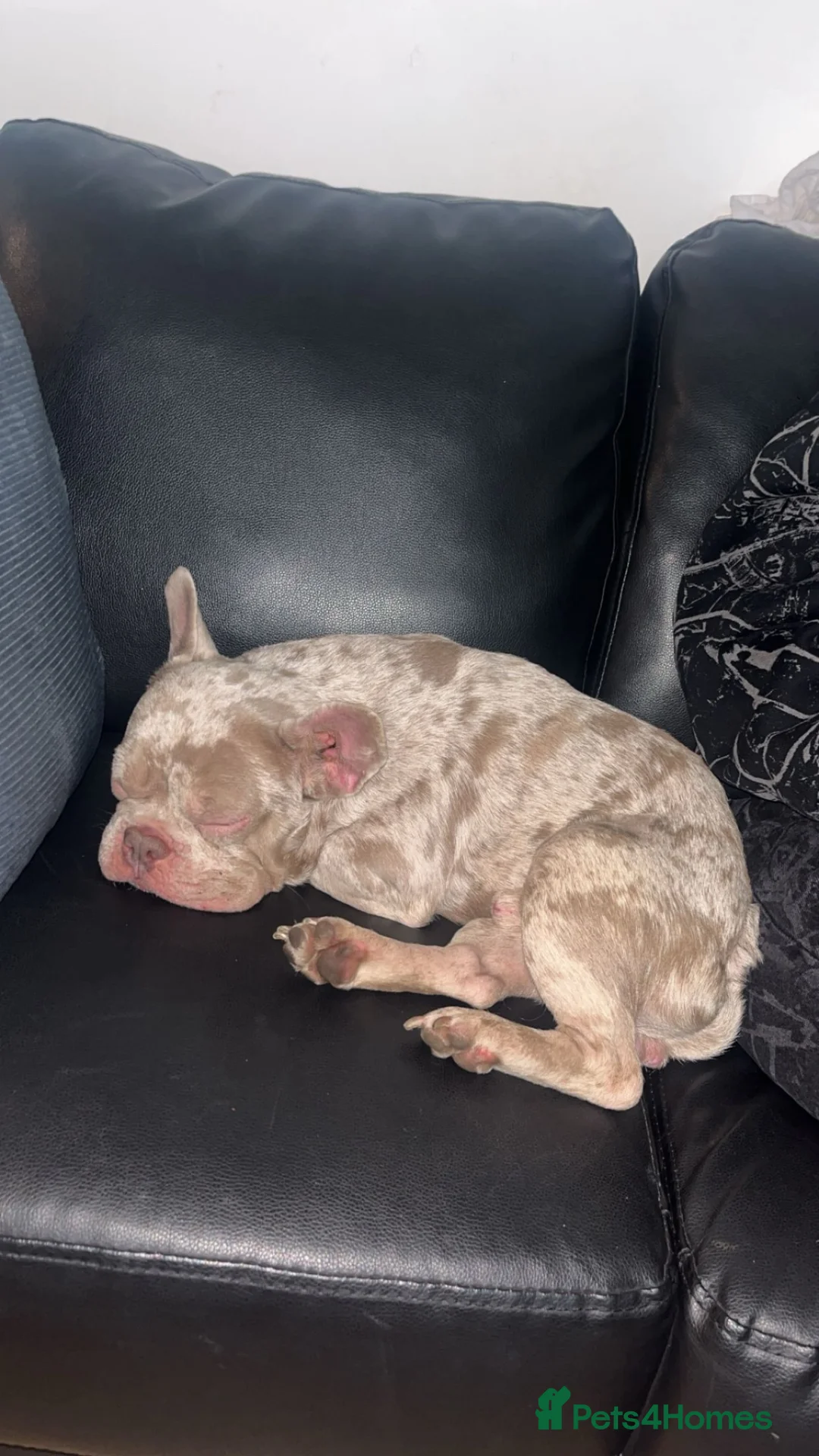French Bulldog dogs for sale: French bulldog  - Advert 3