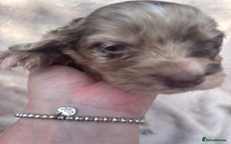 Cocker Spaniel dogs for sale: Merl cocker spaniel puppies  - Image 14