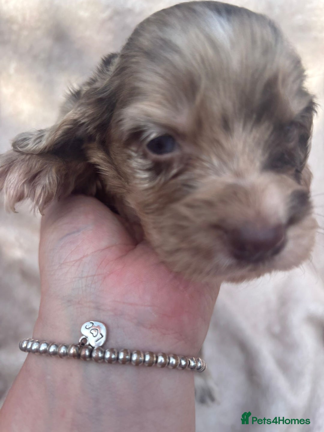 Cocker Spaniel dogs for sale: Merl cocker spaniel puppies  - Image 14