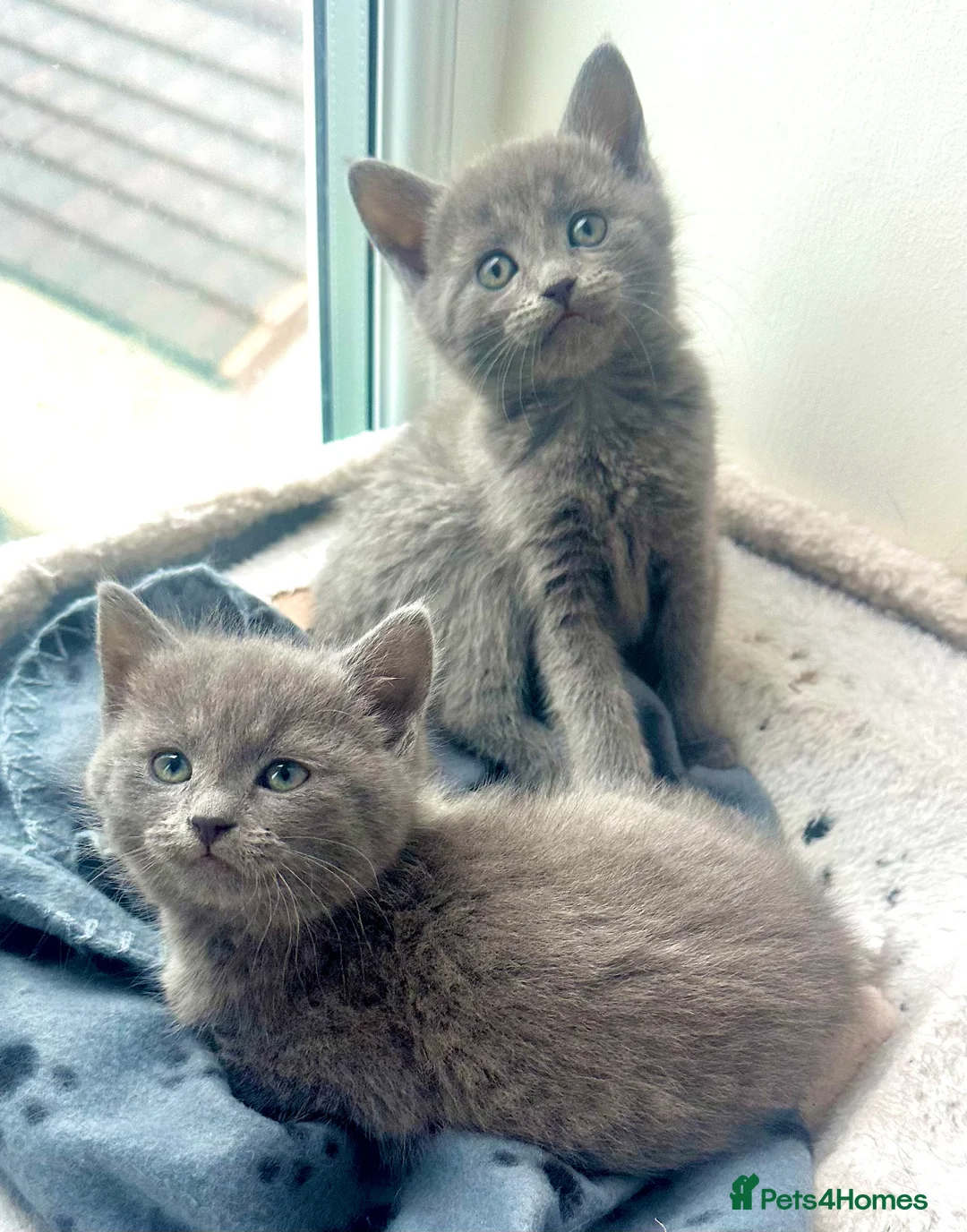 Russian Blue cats for sale: Stunning Russian Blue Kittens - Advert 3