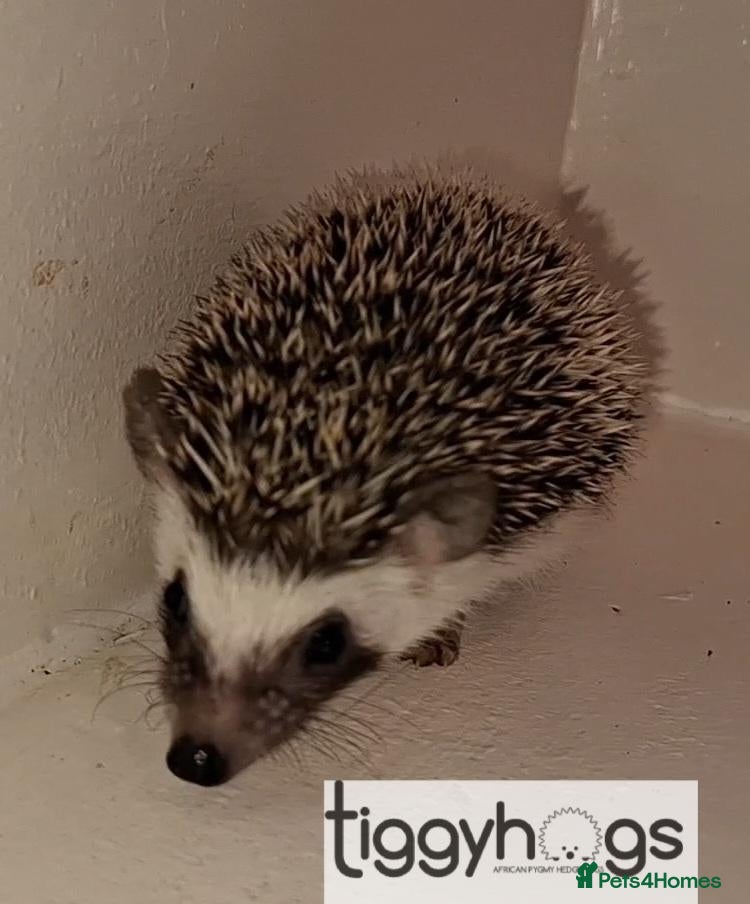 Pygmy Hedgehog rodents Pretty Female African Pygmy Hedgehog available  - Advert 2