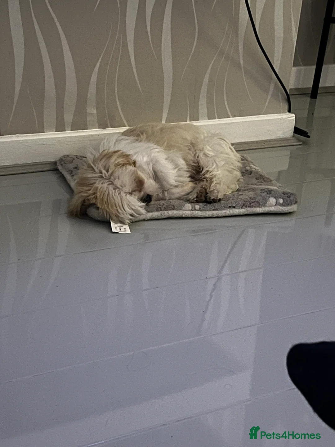 Malshi dogs for sale: Beautiful Malshi needs new home - Advert 8