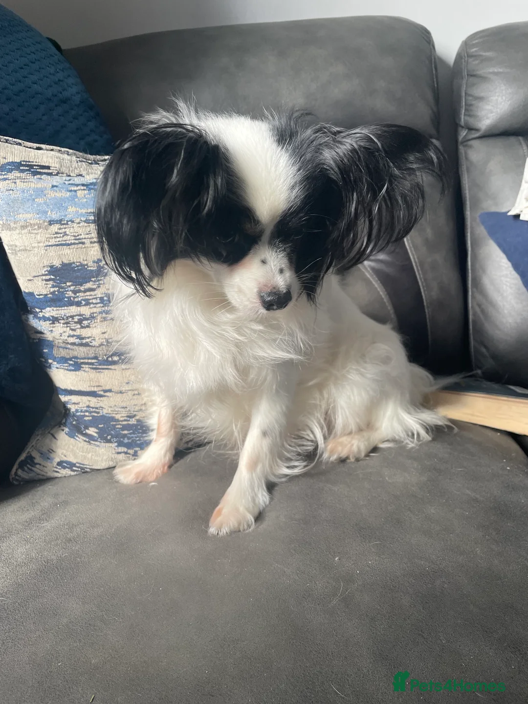 Papillon dogs for sale: Beautiful papillon puppies  in Wigan - Advert 1