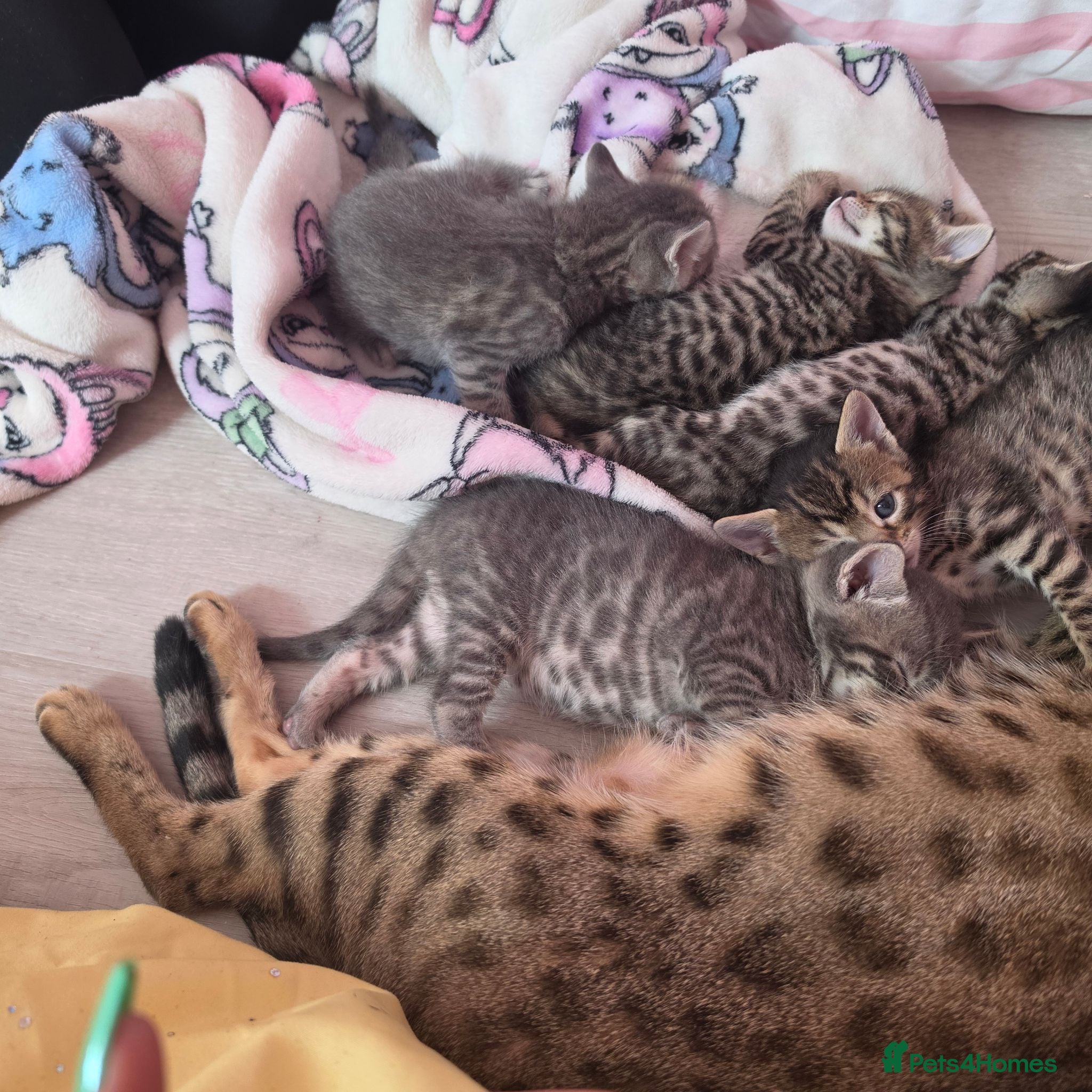 Mixed Breed cats Bengal cross kittens for sale  - Advert 4