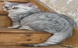 British Shorthair cats for sale: Silver tic & golden tic  - Image 7