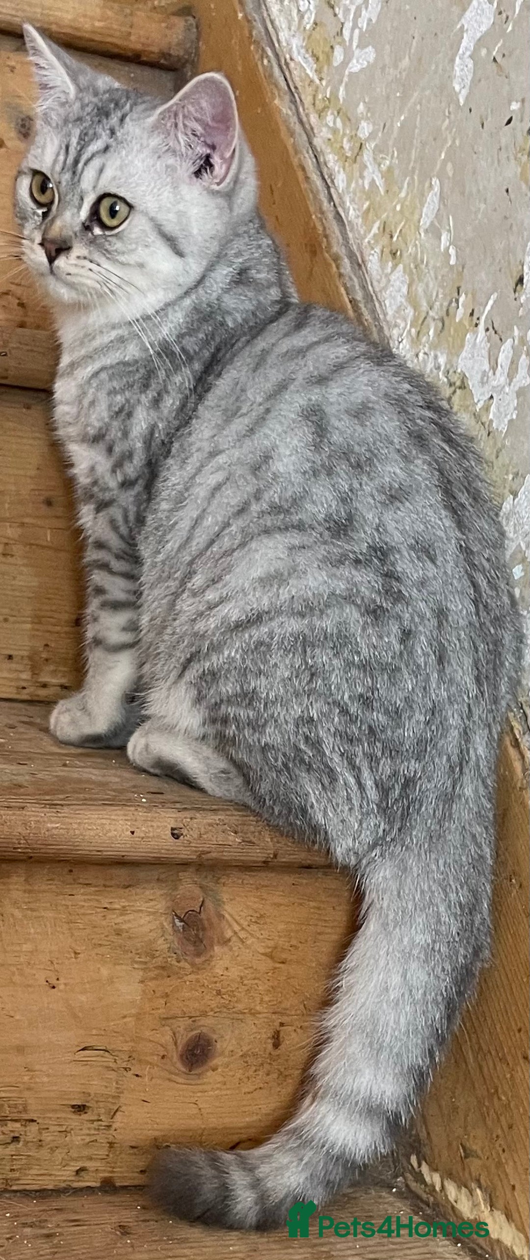 British Shorthair cats for sale: Silver tic & golden tic  - Image 7