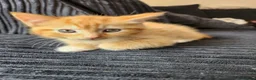 Ragdoll cats for sale: 3 kittens - Advert 9