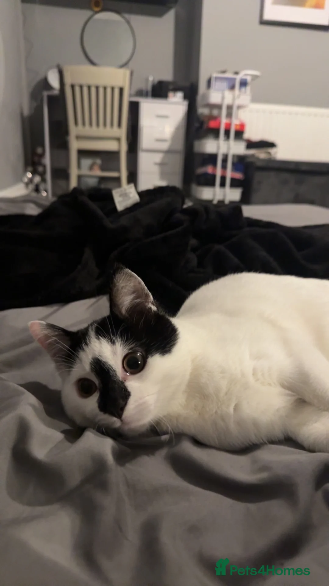 Mixed Breed cats for sale: Boy cat called TJ - Advert 5