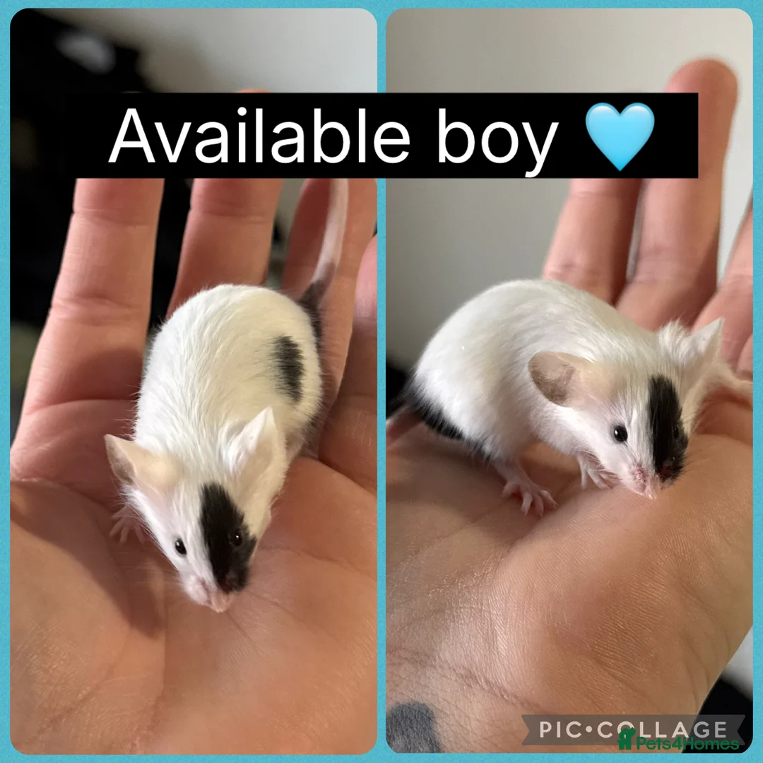 Mouse rodents for sale: Beautiful female and male mice for sale  - Advert 3