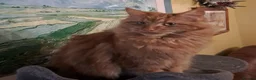 Mixed Breed cats for sale:  🐱 Gorgeous Maine-Coon Cross Fluffy Kittens 😍 - Advert 10