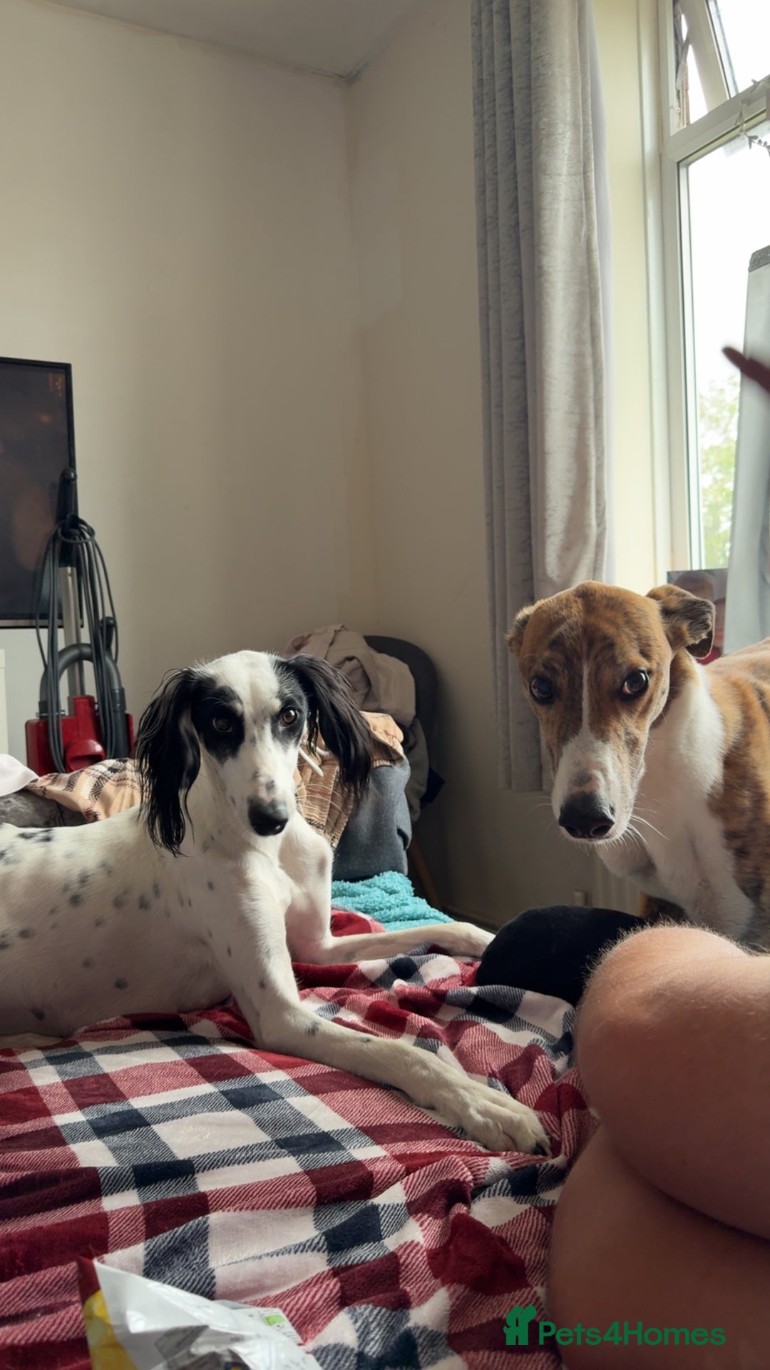 Mixed Breed dogs for sale: Saluki greyhound  - Image 12