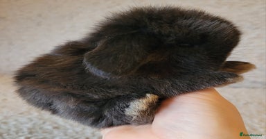 Mini Lop rabbits Stunning pure bred mini lops available.  - Advert 1