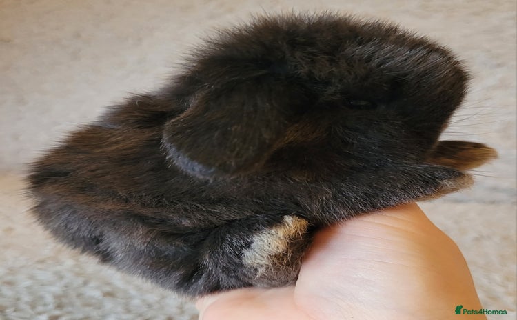 Mini Lop rabbits Stunning pure bred mini lops available.  - Advert 1
