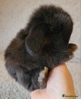 Mini Lop rabbits Stunning pure bred mini lops available. - Advert 1
