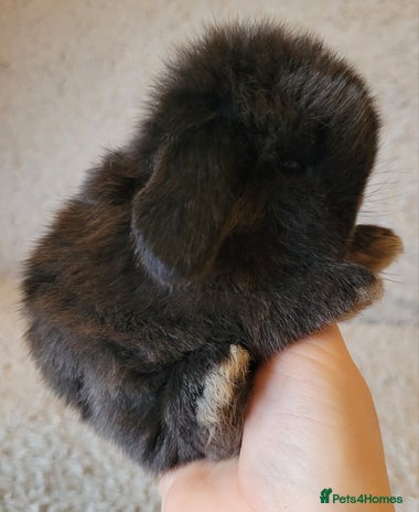 Mini Lop rabbits Stunning pure bred mini lops available. - Advert 1