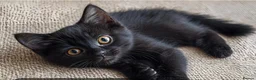 Mixed Breed cats for sale: Free kitten in Diss - Advert 1