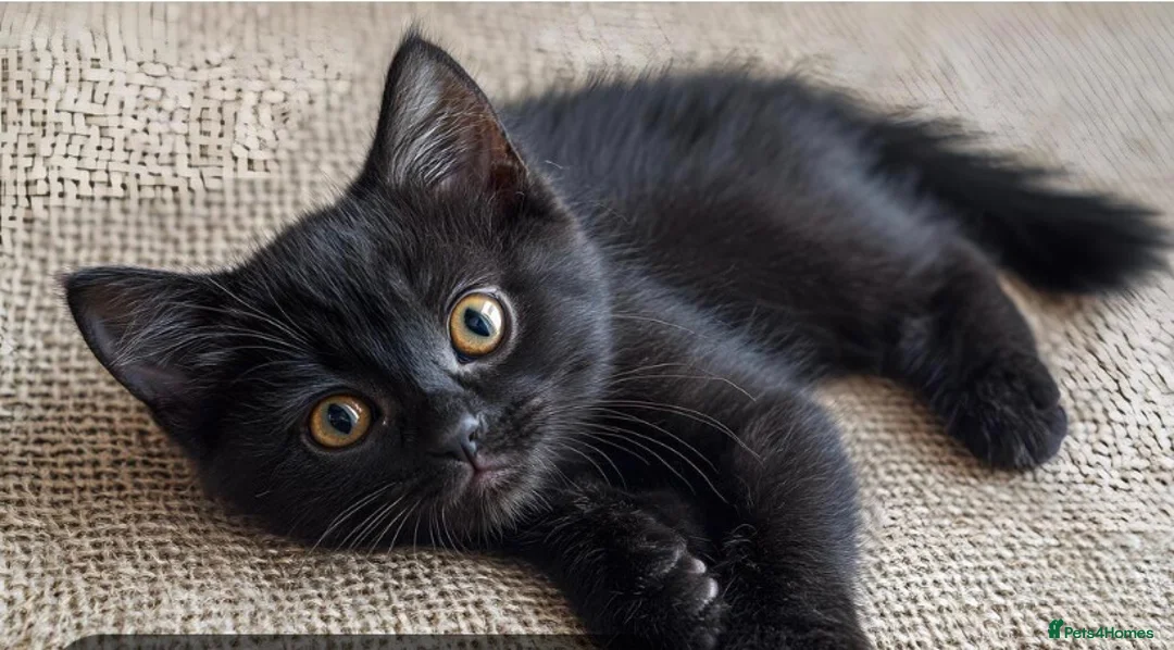 Mixed Breed cats for sale: Free kitten in Diss - Advert 1