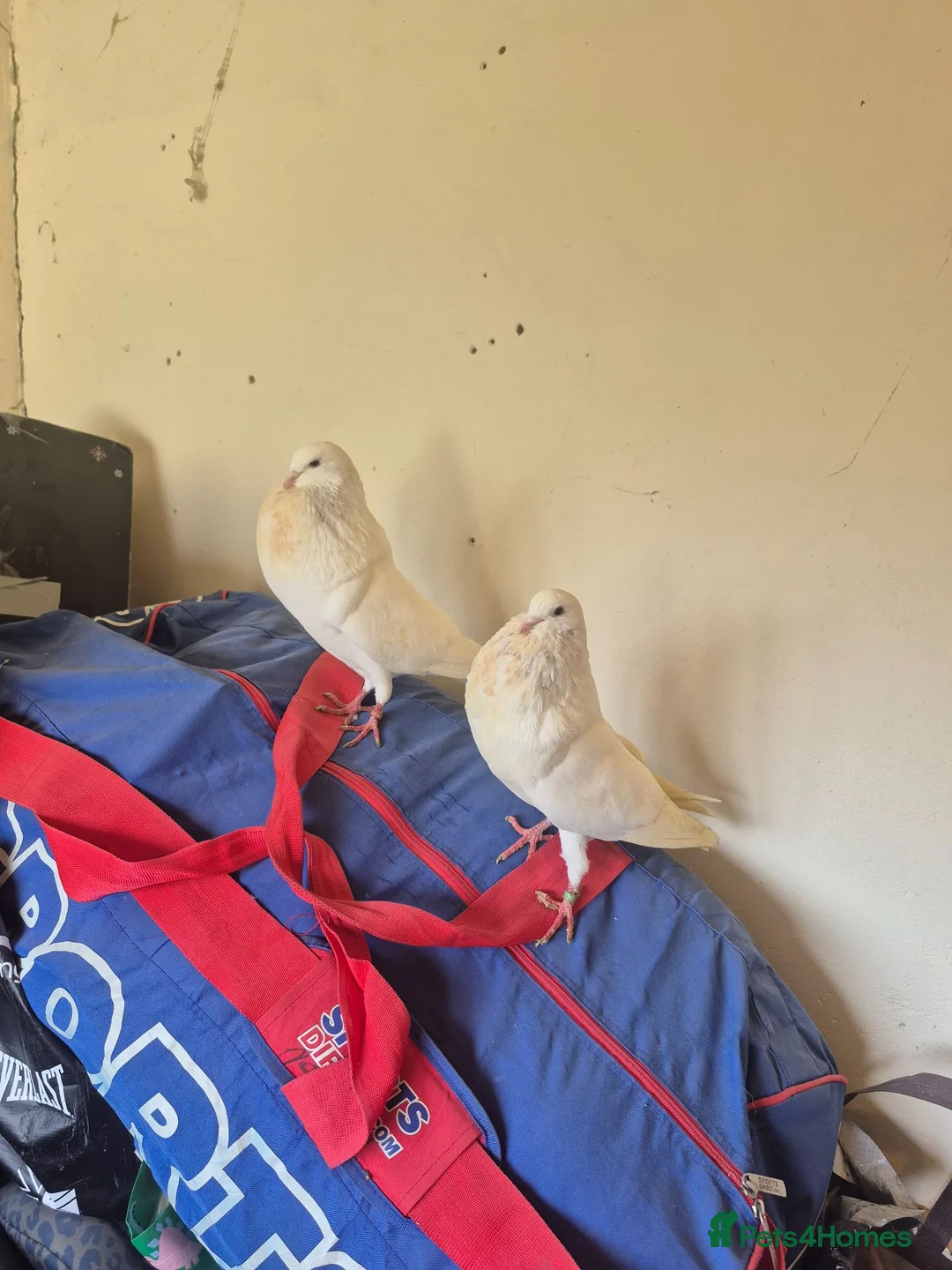 Pigeons birds for sale: 8 pigeons gaditanos for sale in Norwich - Advert 1