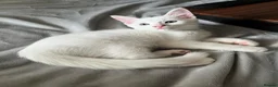 Mixed Breed cats for sale: 4 beautiful kittens 🐾 - Advert 8