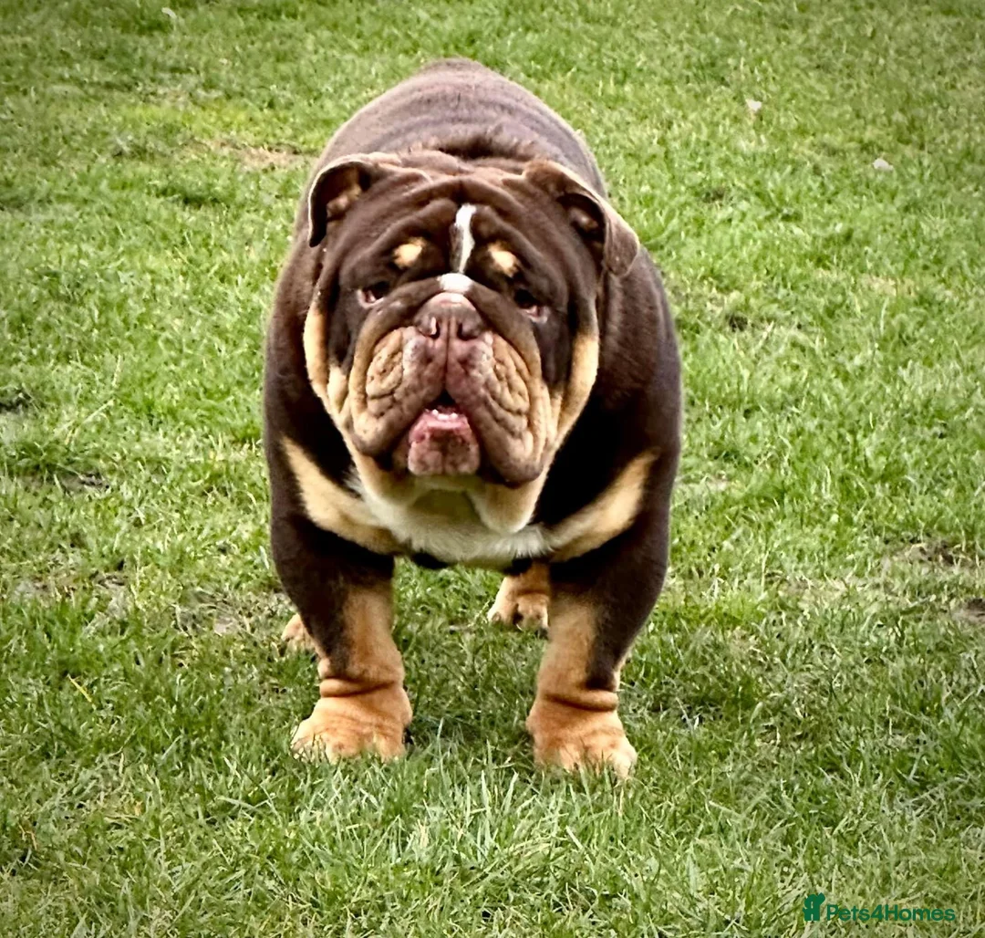 English Bulldog dogs for stud: Grandson of the Legendary City’s Ace  in London - Advert 10